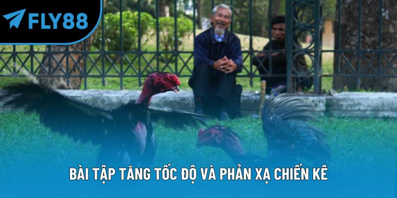 Bài tập tăng tốc độ và phản xạ chiến kê