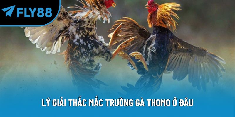 Lý giải thắc mắc trường gà Thomo ở đâu
