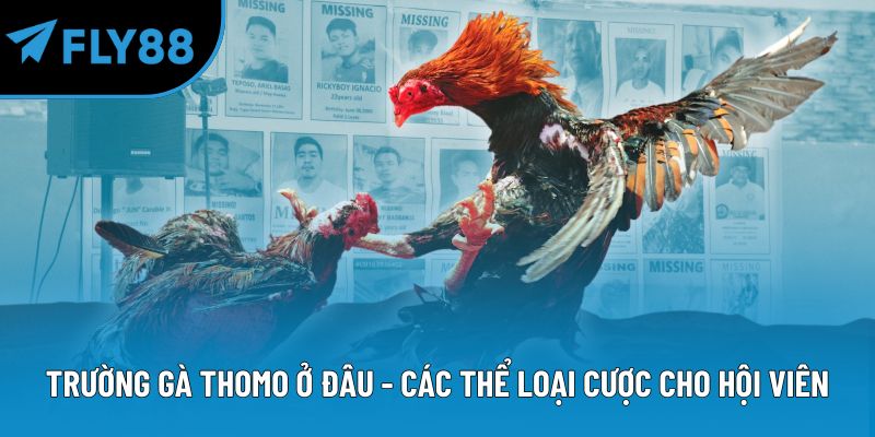 Trường gà Thomo ở đâu - Các thể loại cược cho hội viên